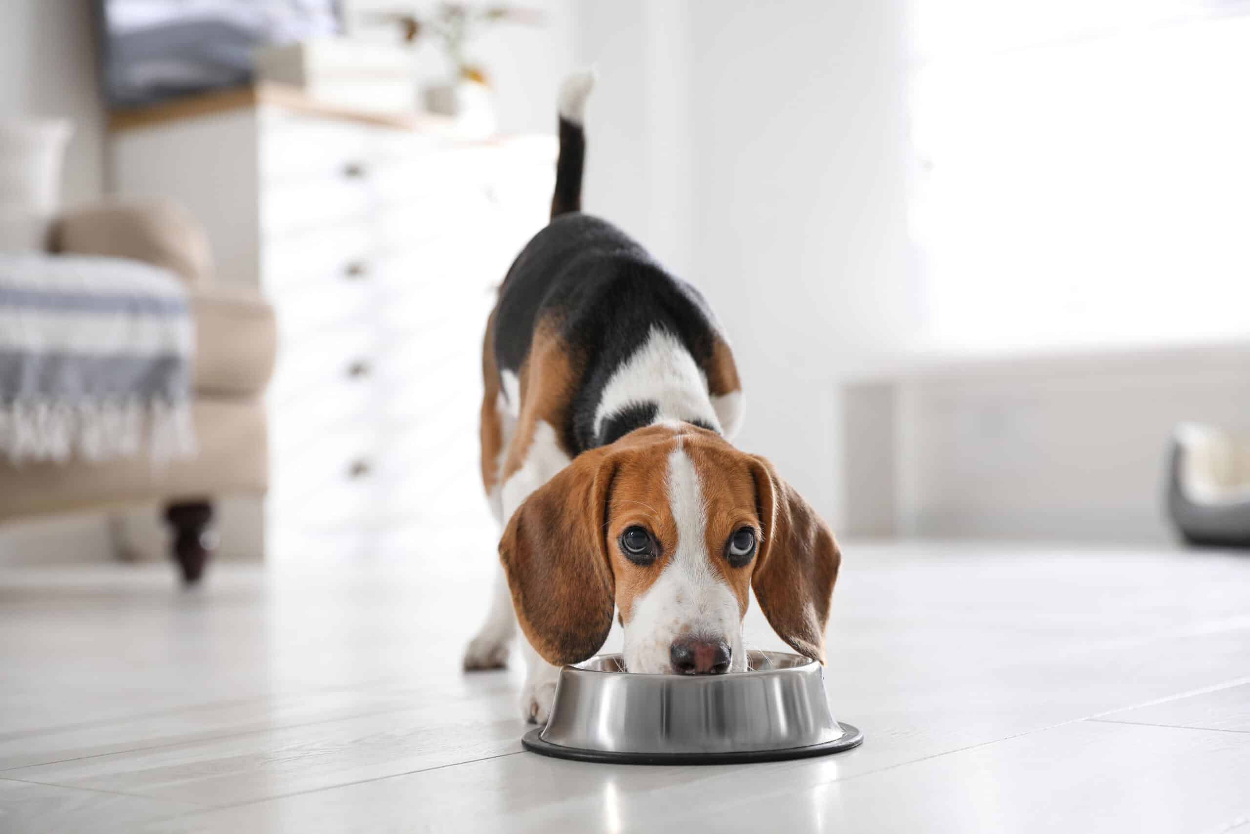 Cute,Beagle,Puppy,Eating,At,Home.,Adorable,Pet